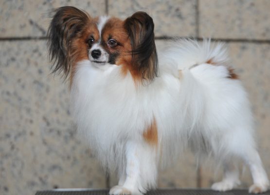 papillon-spaniel-mali-pas
