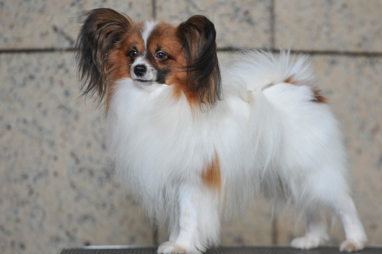 papillon-spaniel-mali-pas