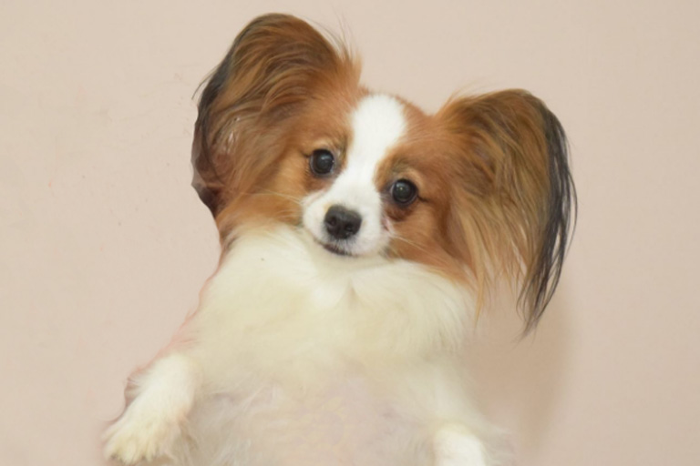papillon-spaniel-zenka